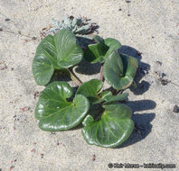 صورة Calystegia soldanella (L.) R. Br.