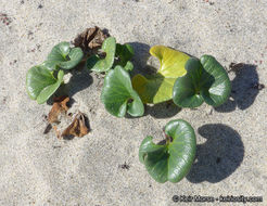 صورة Calystegia soldanella (L.) R. Br.