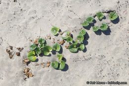 صورة Calystegia soldanella (L.) R. Br.