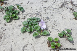 صورة Calystegia soldanella (L.) R. Br.