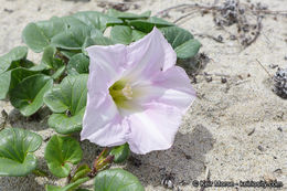 صورة Calystegia soldanella (L.) R. Br.