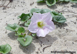 صورة Calystegia soldanella (L.) R. Br.