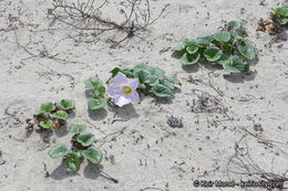 صورة Calystegia soldanella (L.) R. Br.