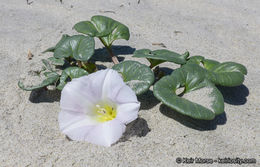 صورة Calystegia soldanella (L.) R. Br.