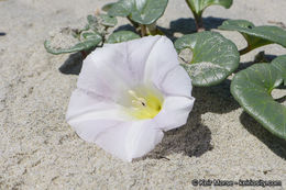 صورة Calystegia soldanella (L.) R. Br.