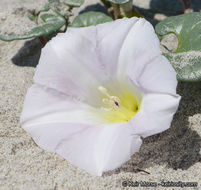 صورة Calystegia soldanella (L.) R. Br.