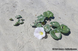 صورة Calystegia soldanella (L.) R. Br.