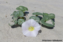 صورة Calystegia soldanella (L.) R. Br.