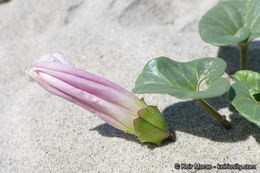 صورة Calystegia soldanella (L.) R. Br.