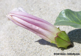 صورة Calystegia soldanella (L.) R. Br.