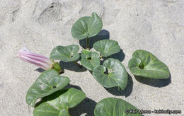 صورة Calystegia soldanella (L.) R. Br.