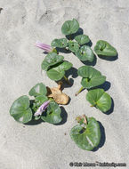 صورة Calystegia soldanella (L.) R. Br.