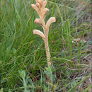 Image of Orobanche teucrii Holandre