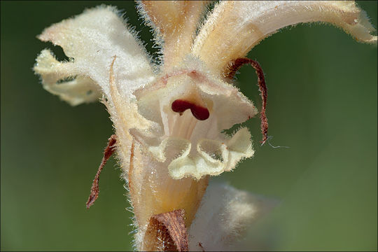 Imagem de Orobanche teucrii Holandre