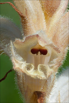 Imagem de Orobanche teucrii Holandre