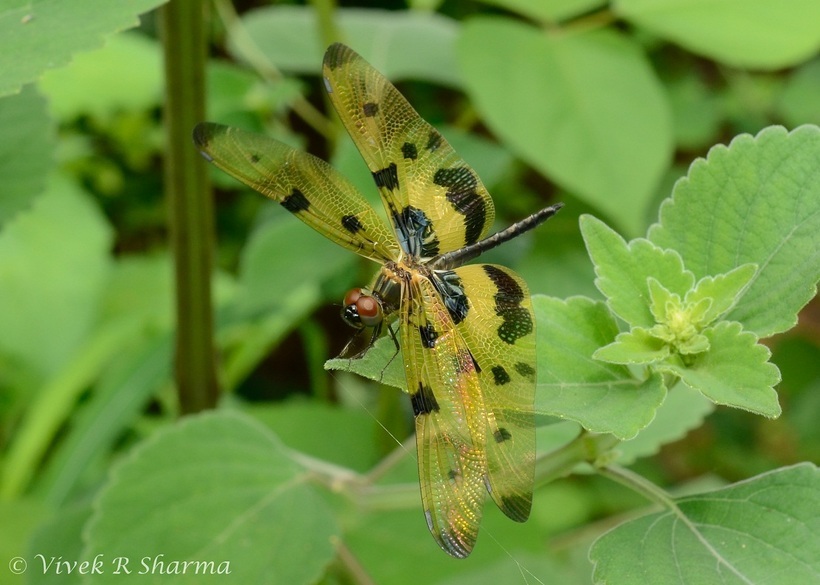 Imagem de Rhyothemis variegata (Linnaeus 1763)