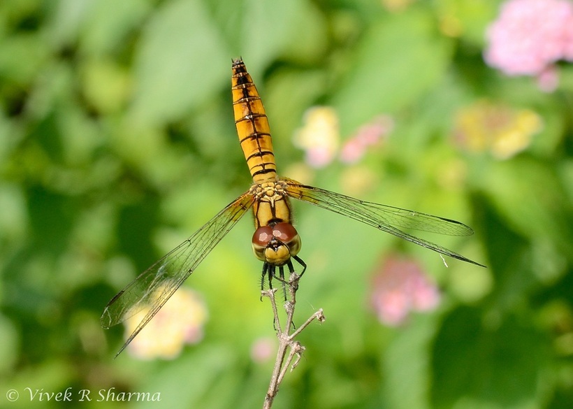 Image of Aethriamanta brevipennis (Rambur 1842)