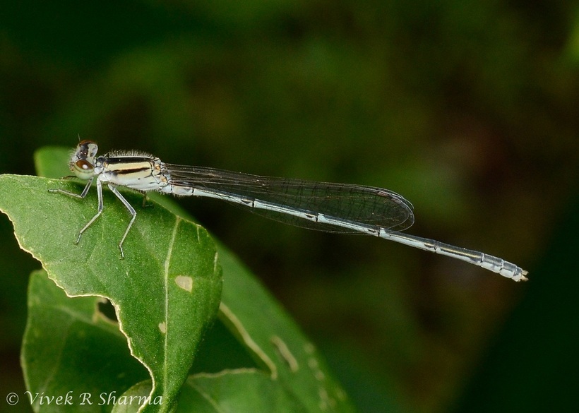 Image of Pseudagrion hypermelas Selys 1876