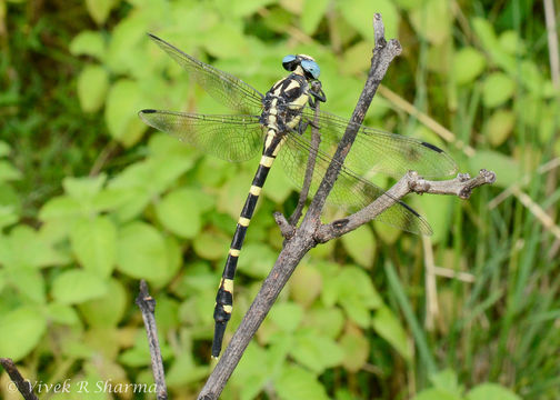 Imagem de Macrogomphus annulatus (Selys 1854)