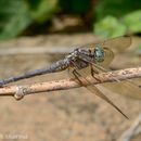 Image of Orthetrum luzonicum (Brauer 1868)