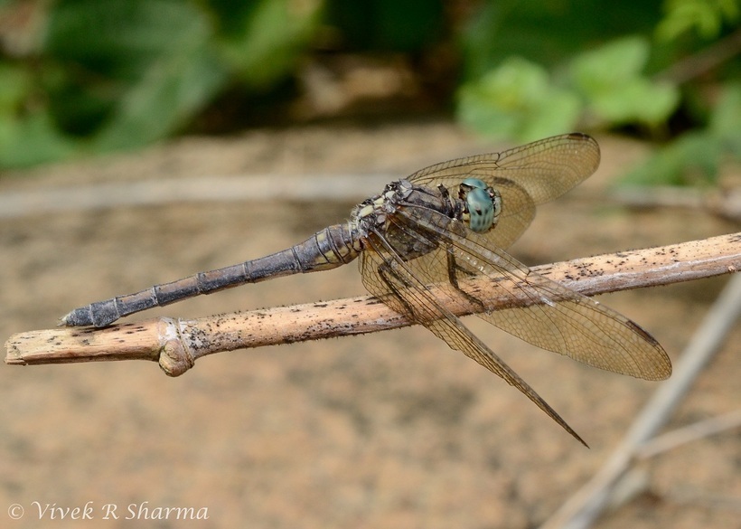 Image of Orthetrum luzonicum (Brauer 1868)