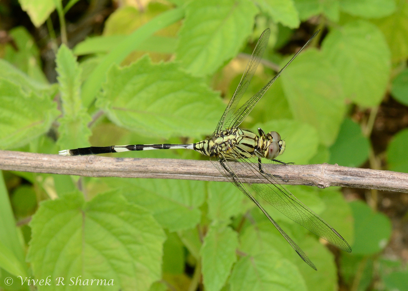 Imagem de Orthetrum sabina (Drury 1773)