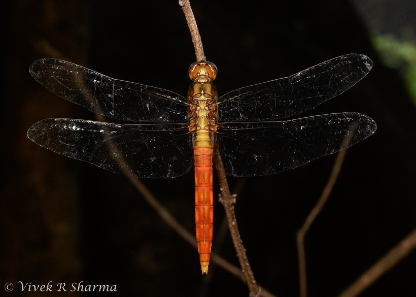 Image of Orthetrum pruinosum (Burmeister 1839)