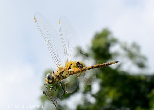 Image of Keyhole Glider