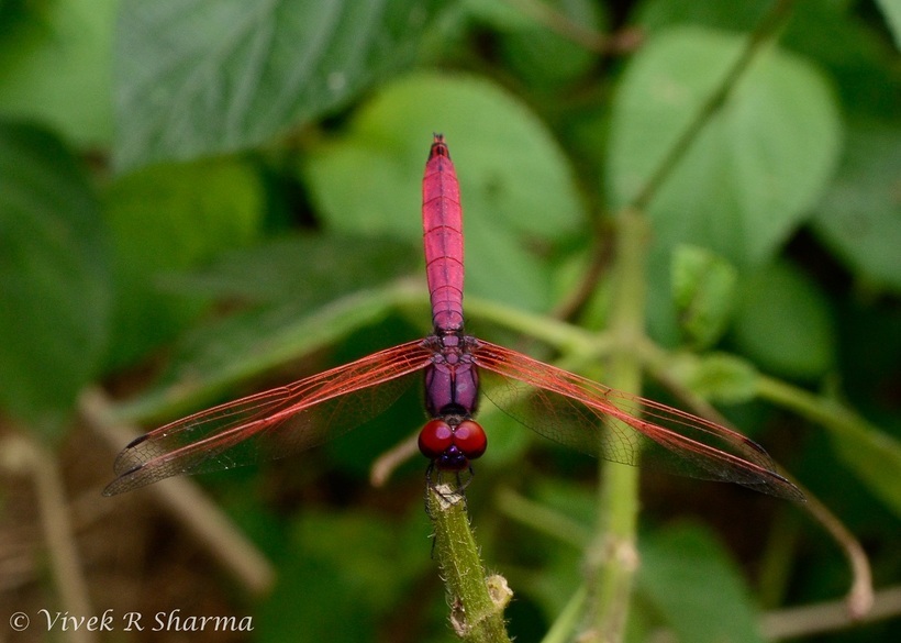 Image of Crimson Marsh Glider