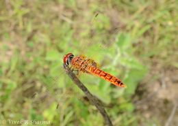 Imagem de Urothemis signata (Rambur 1842)