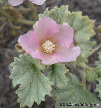 Image of alkali mallow