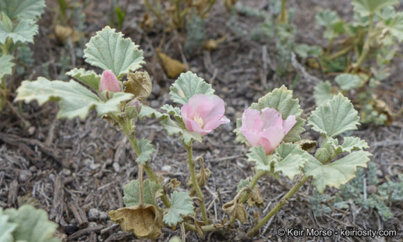 Image of alkali mallow