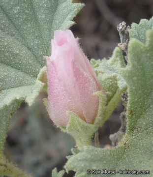 Image of alkali mallow