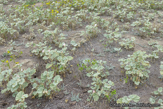 Image of alkali mallow