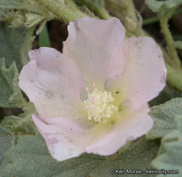 Image of alkali mallow