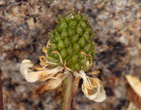 Image de Ranunculus eschscholtzii var. oxynotus (Gray) Jeps.