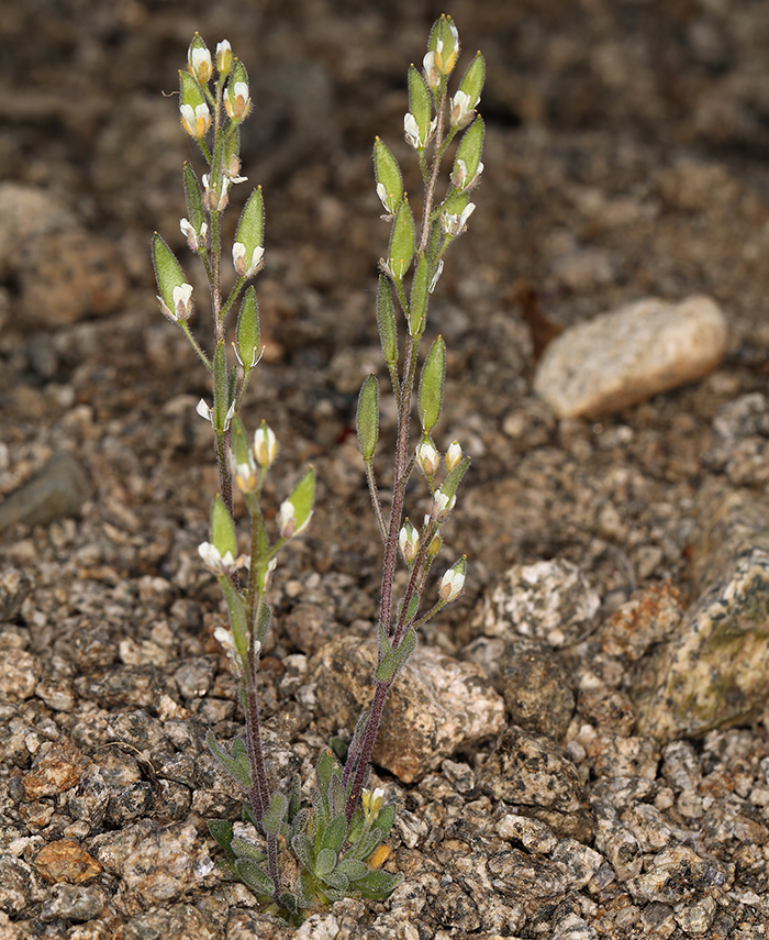 صورة Draba californica (Jeps.) Rollins & R. A. Price