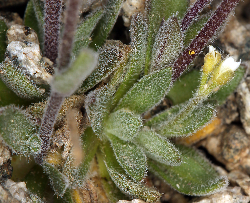 صورة Draba californica (Jeps.) Rollins & R. A. Price