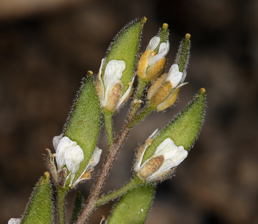 صورة Draba californica (Jeps.) Rollins & R. A. Price