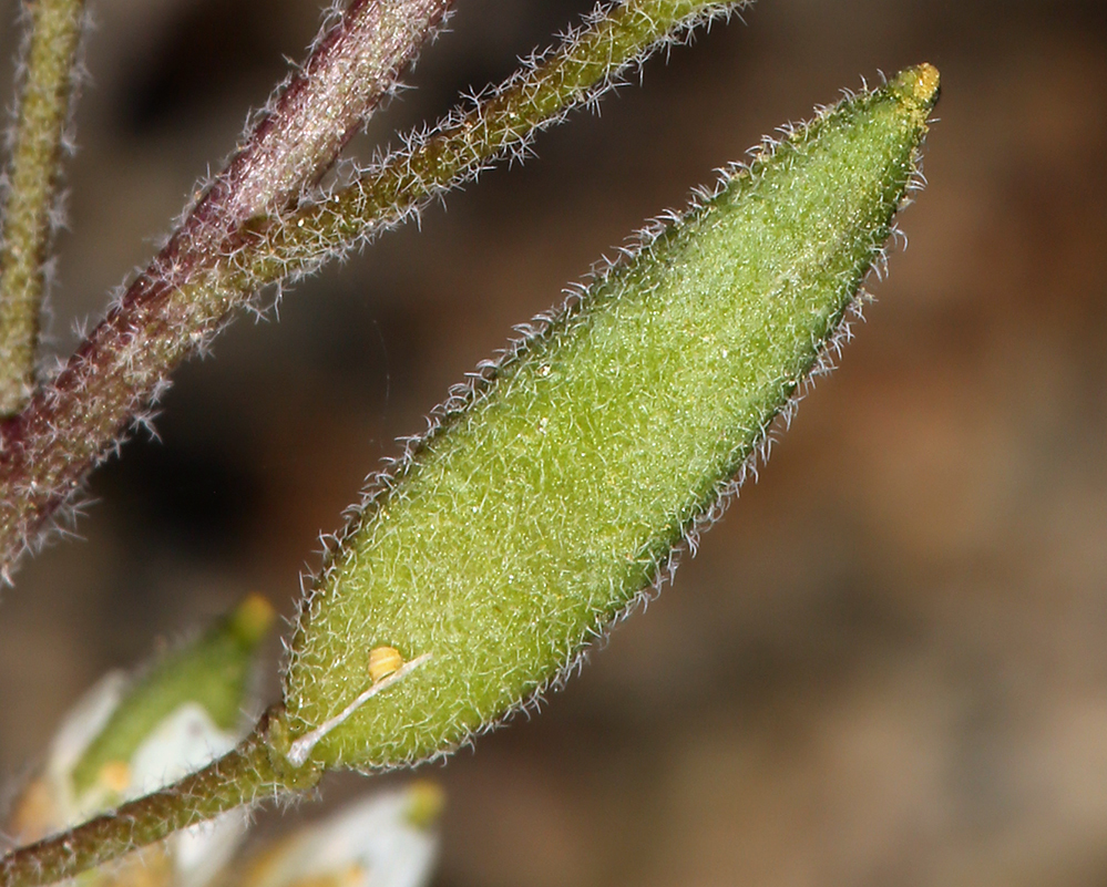 صورة Draba californica (Jeps.) Rollins & R. A. Price