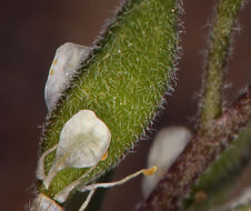 صورة Draba californica (Jeps.) Rollins & R. A. Price