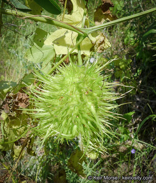 Image of Marah macrocarpa (Greene) Greene