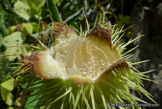 Image of Marah macrocarpa (Greene) Greene