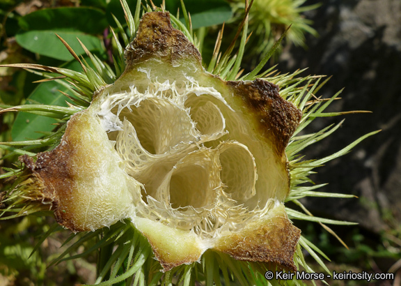 Image of Marah macrocarpa (Greene) Greene