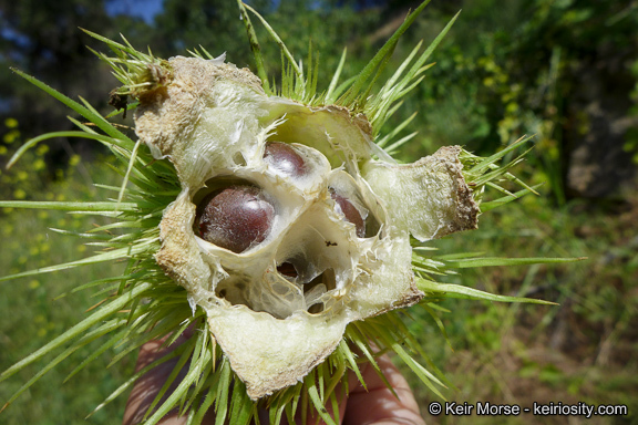 Image of Marah macrocarpa (Greene) Greene