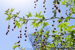 Image of California sycamore