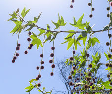 Image of California sycamore