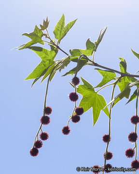 Image of California sycamore