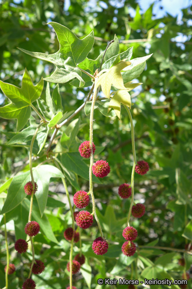 Image of California sycamore