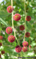 Image of California sycamore